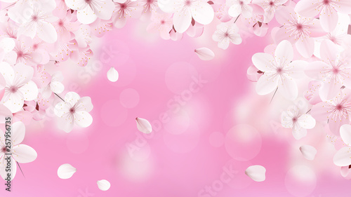 Blossoming light pink sakura flowers