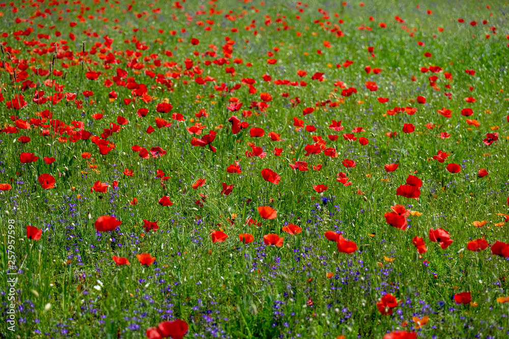 Fototapeta premium Poppy fields, Castelvecchio Pascoli, Barga, Italy