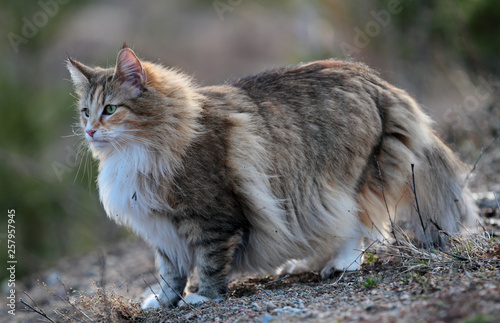 Norwegian forest cat female standing outdoors on a windy evening