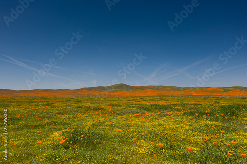 California Poppy Fields