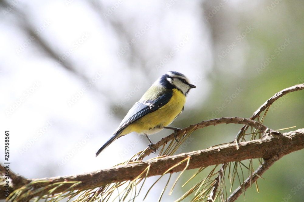 Obraz premium Vögel, Blaumeise