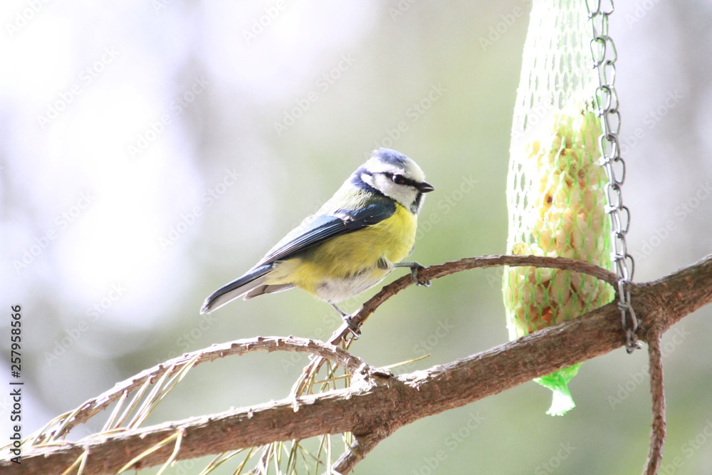 Obraz premium Vögel, Blaumeise