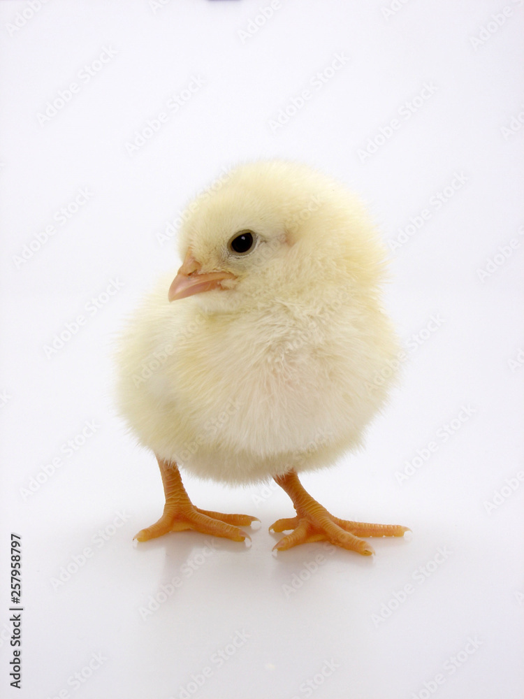 Obraz premium küken