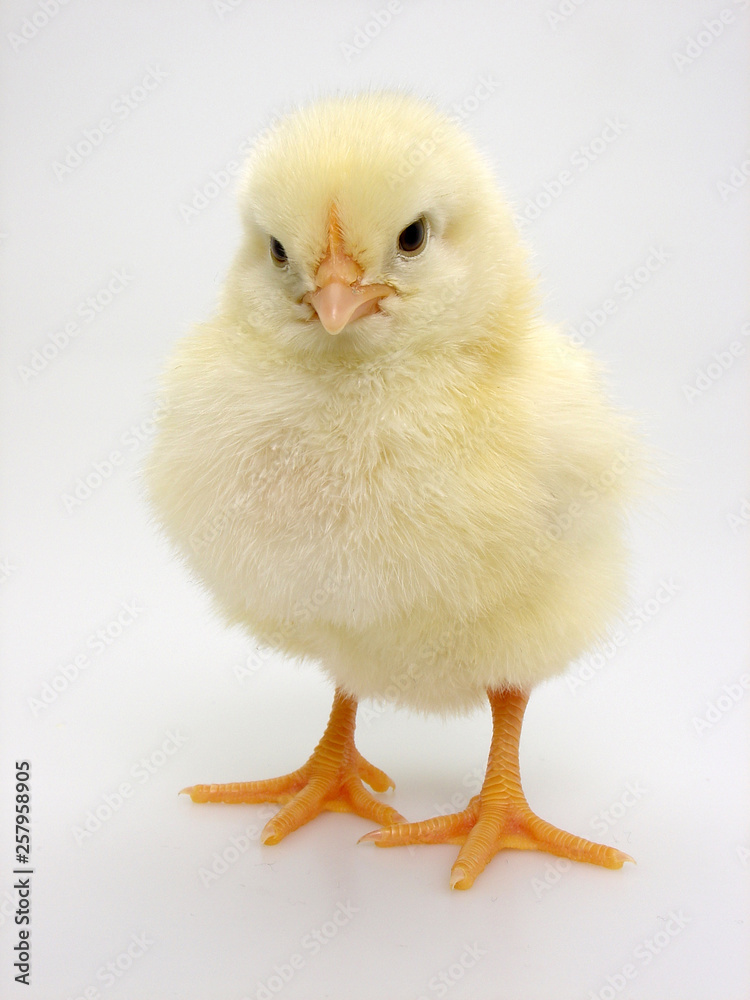 küken küken