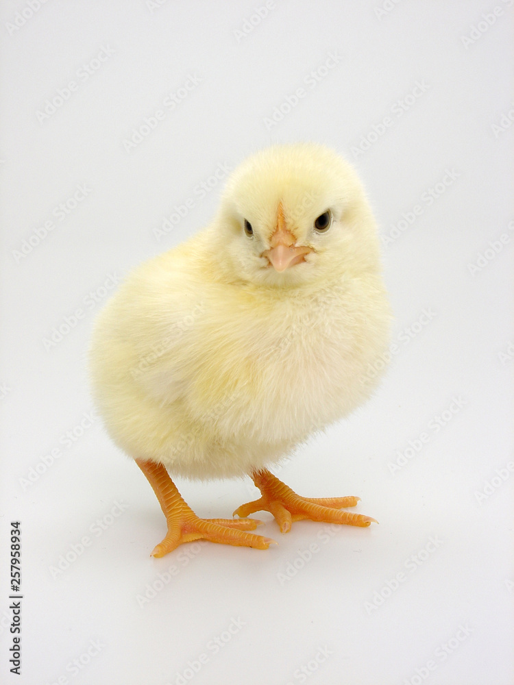 küken küken