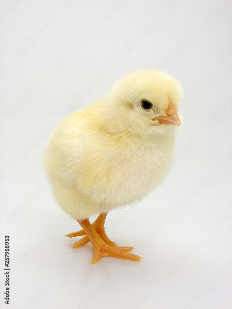 küken küken
