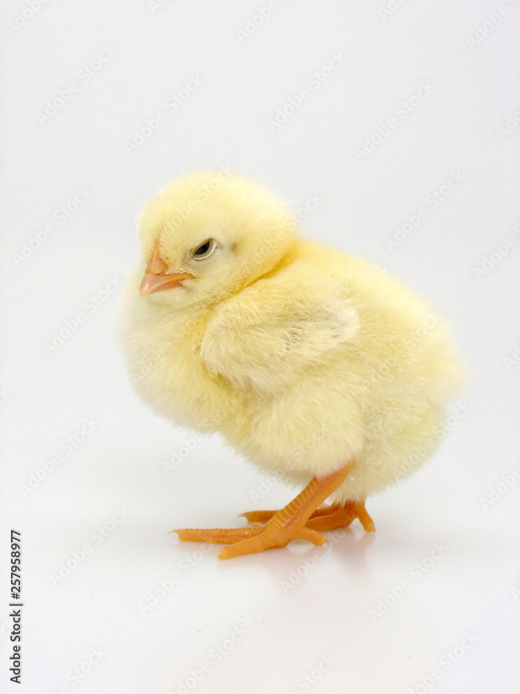 küken küken