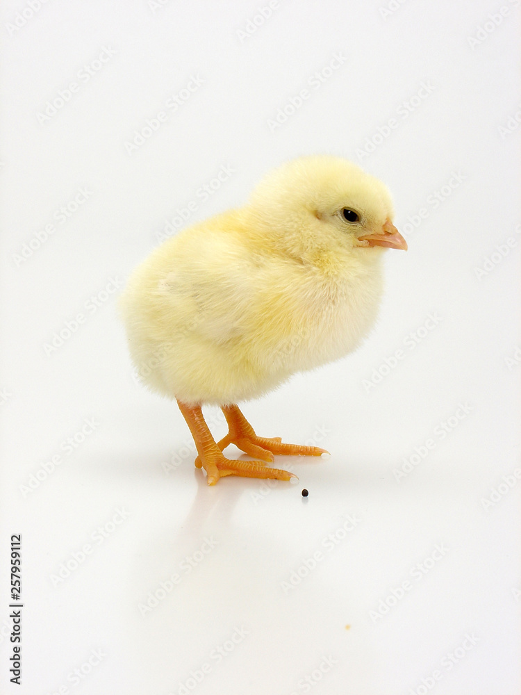 küken küken