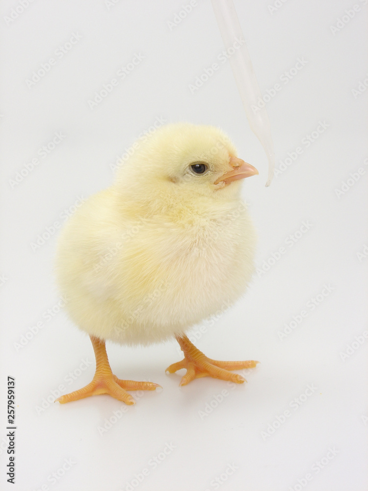 Fototapeta premium küken