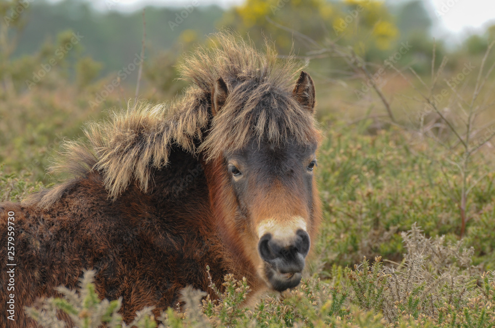 Solitary Dartmoor Pony