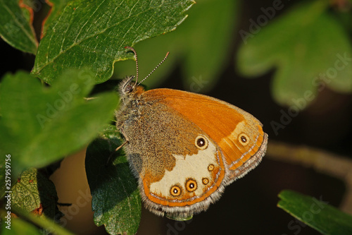 Coenonympha arcania (LINNAEUS, 1761) Weißbindiges Wiesenvögelchen DE, NRW, Bad Münstereifel 13.06.2014 photo