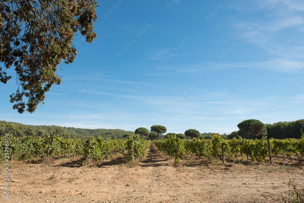 Porquerolles island, France. A beautiful vineyard on the island.