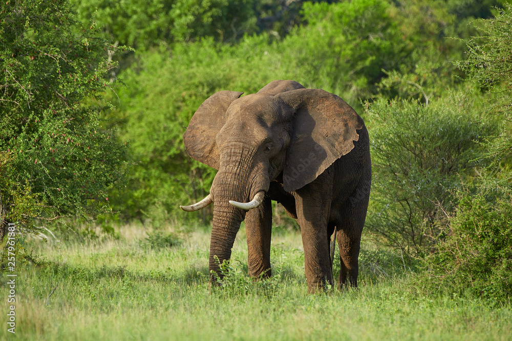 Lonesome, African elephant