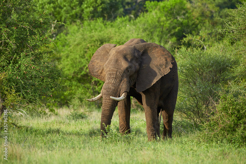 Lonesome, African elephant