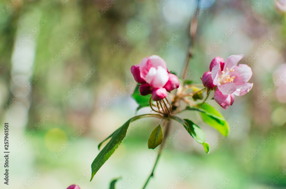 Obraz premium spring day, warm sun . branches of a flowering Apple tree. pink flowers in a blur, a blank for background
