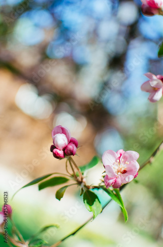 spring day  warm sun . branches of a flowering Apple tree. pink flowers in a blur  a blank for background