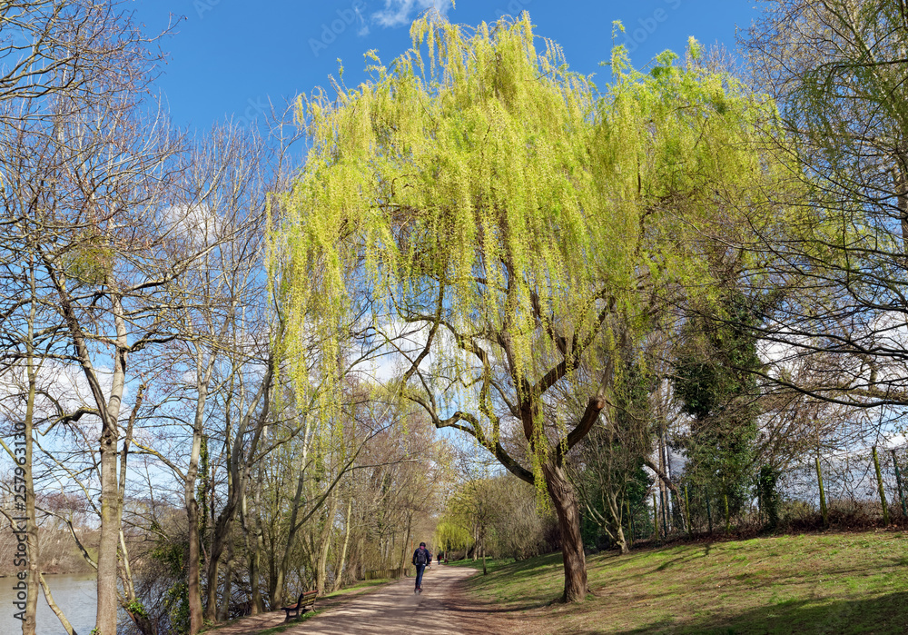 Fototapeta premium weeping willow on Seine river bank in Bougival city