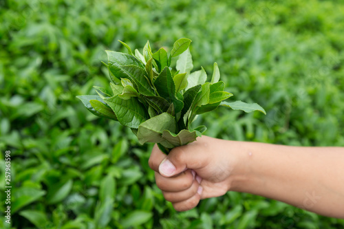 the child cut the tea leaves in the field from Rize / Turkey.