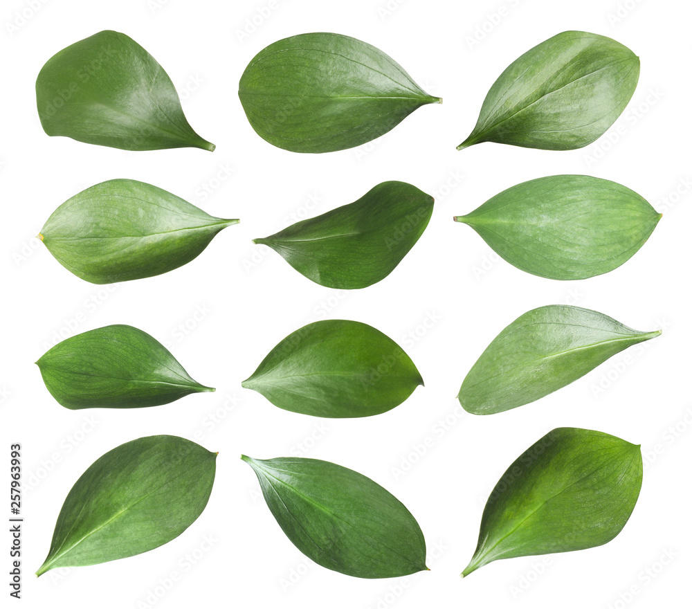 Set of green fresh leaves on white background Set of green fresh leaves on white background