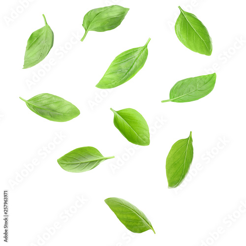 Falling fresh green basil leaves on white background, top view