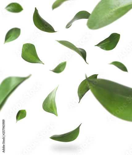Set of falling green fresh leaves on white background
