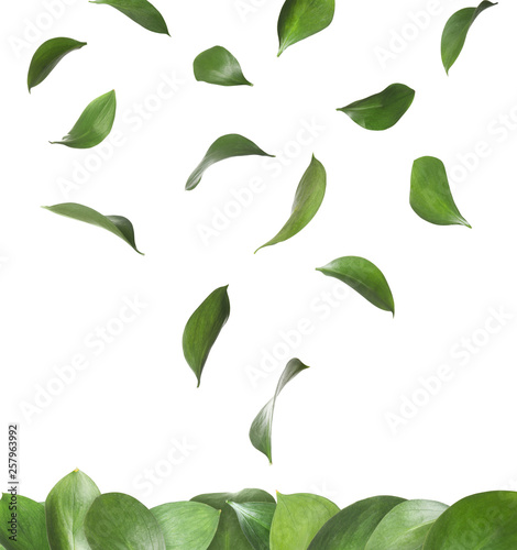 Set of falling green fresh leaves on white background