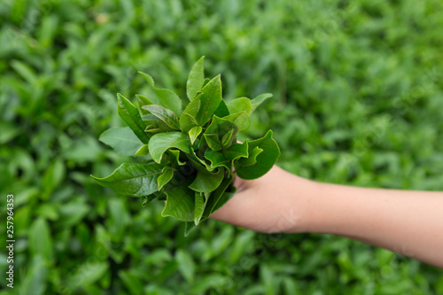 the child cut the tea leaves in the field from Rize / Turkey.