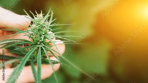 Fotografie Concept of herbal alternative medicine, CBD oil