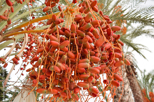 Bottom view of a palm tree with red and sweet date fruit and green branches top of it