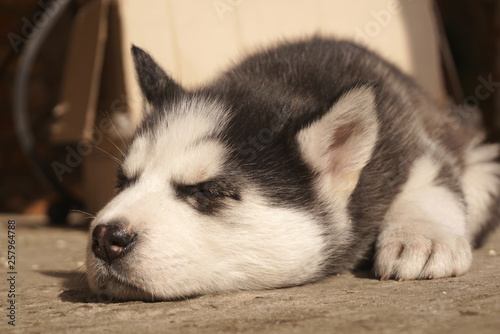 Husky Puppy Lying On The Floor