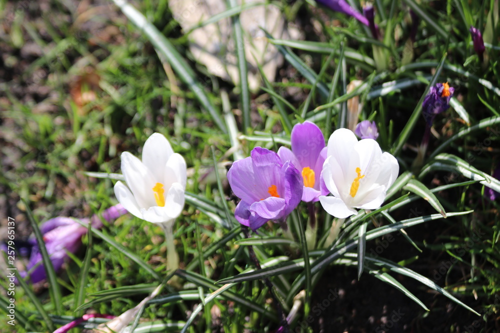 purple and white crocus flowers on green grass field purple and white crocus flowers on green grass field