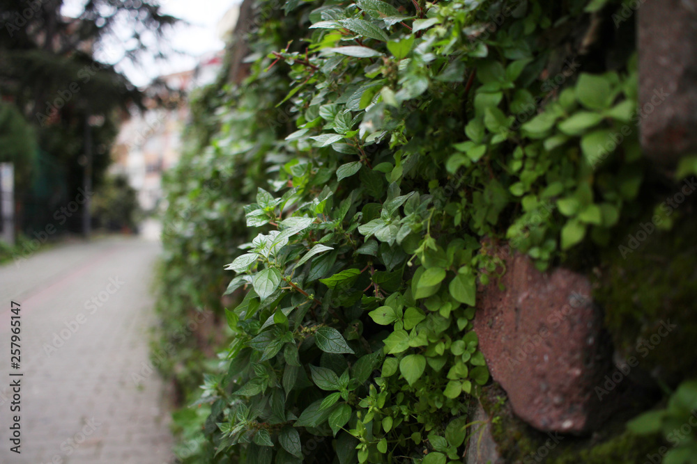 Obraz premium Stone wall