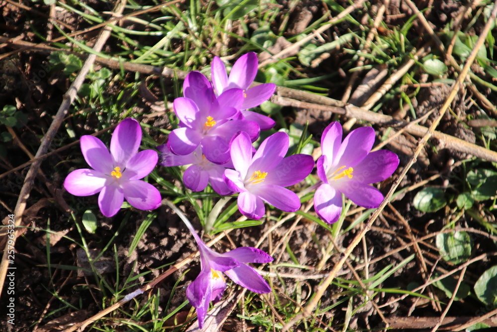Purple crocus flowers in sunlight at the green grass in Nieuwerkerk aan den IJssel in the Netherlands Purple crocus flowers in sunlight at the green grass in Nieuwerkerk aan den IJssel in the Netherlands