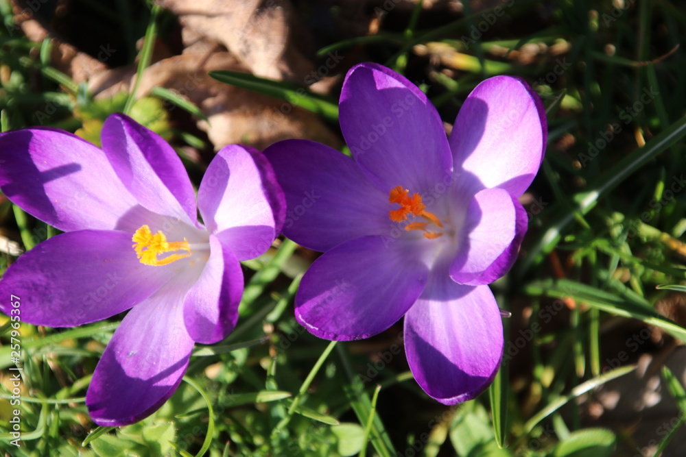 Purple crocus flowers in sunlight at the green grass in Nieuwerkerk aan den IJssel in the Netherlands Purple crocus flowers in sunlight at the green grass in Nieuwerkerk aan den IJssel in the Netherlands