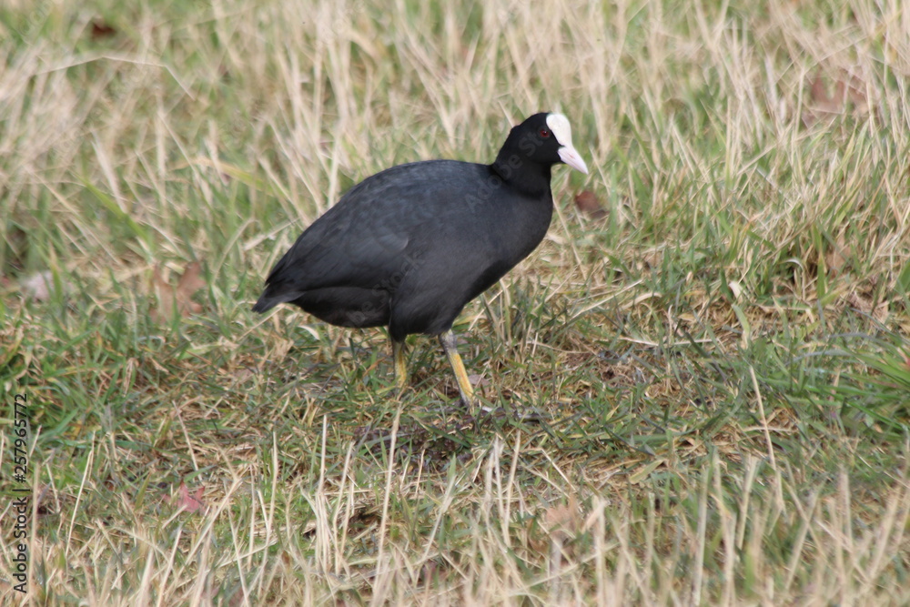 Black european coot on the grass or in the water in public park in the Netherlands Black european coot on the grass or in the water in public park in the Netherlands