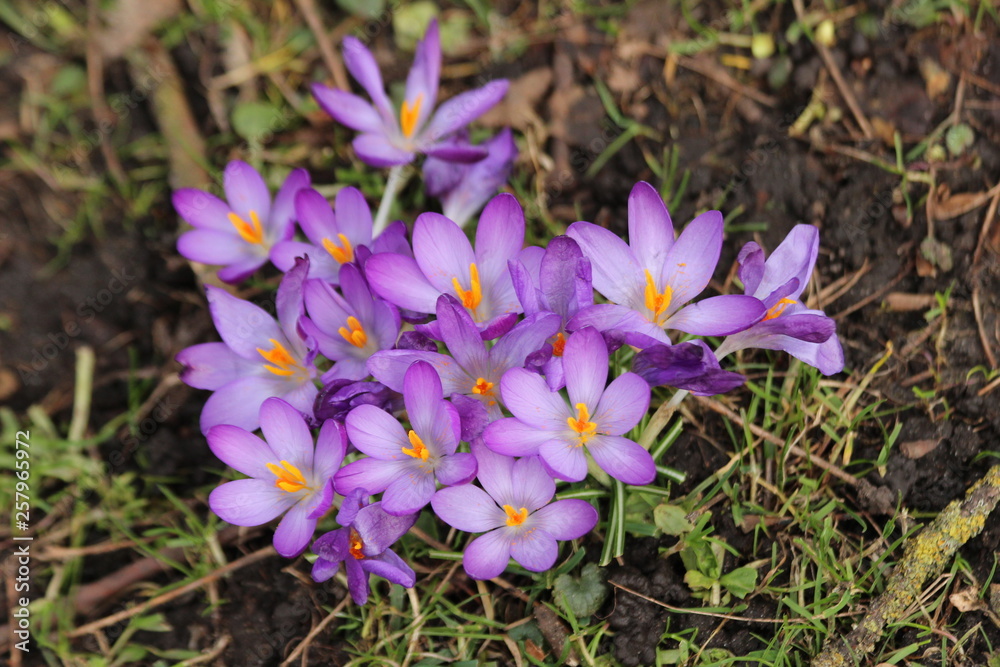 Purple crocus flowers in sunlight at the green grass in Nieuwerkerk aan den IJssel in the Netherlands Purple crocus flowers in sunlight at the green grass in Nieuwerkerk aan den IJssel in the Netherlands
