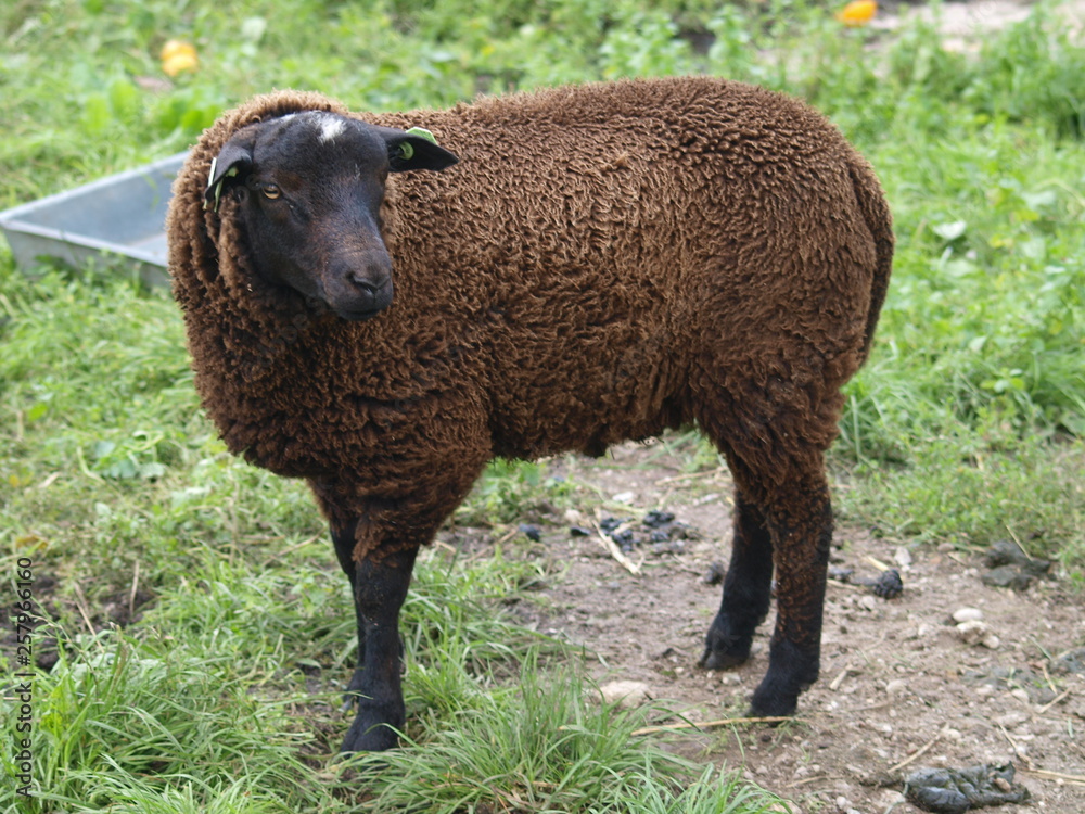 Sheeps in several colors on green grass meadows at farms in Nieuwerkerk aan den IJssel in the Netherlands Sheeps in several colors on green grass meadows at farms in Nieuwerkerk aan den IJssel in the Netherlands