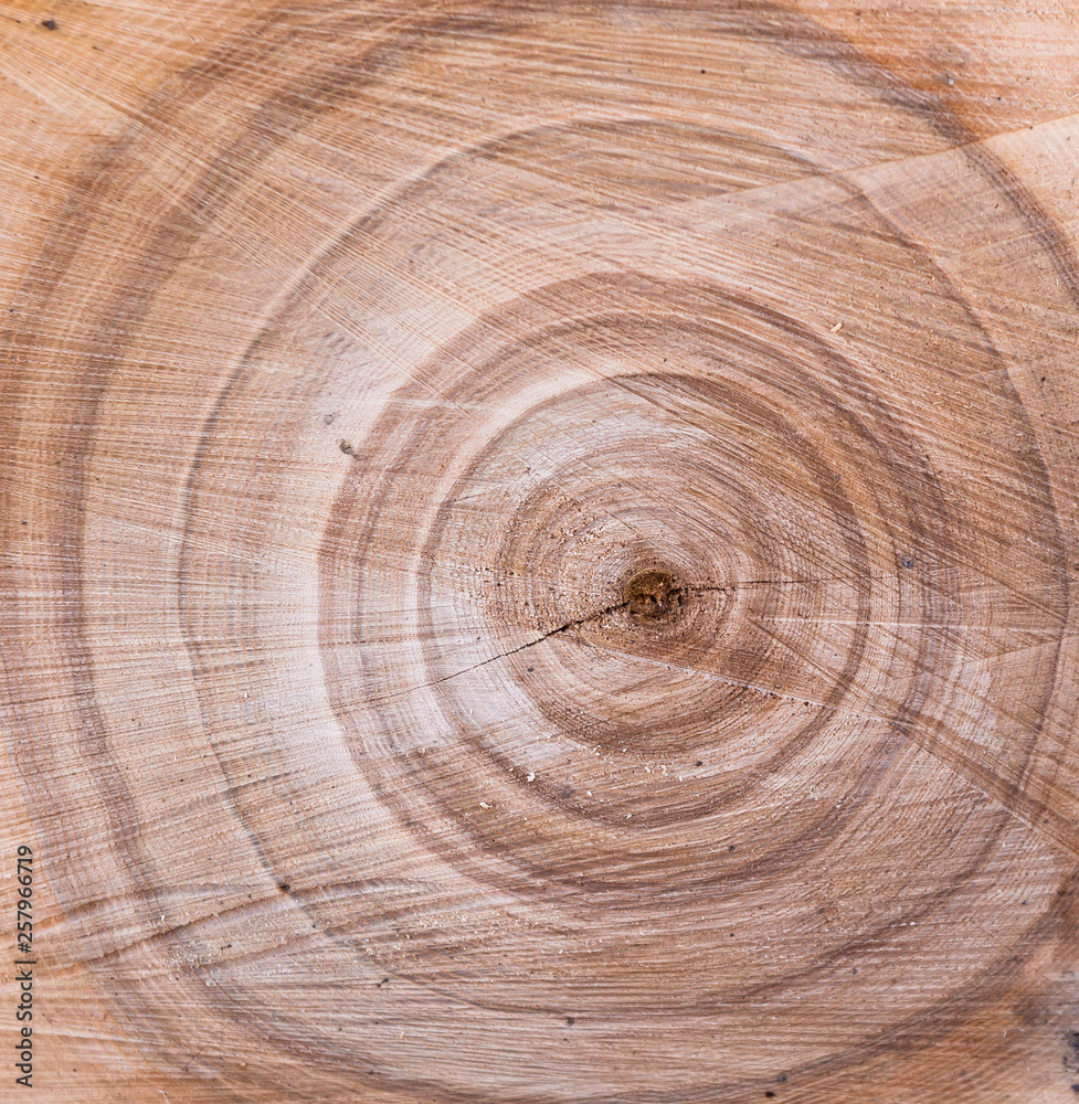 Wood texture, annual tree rings. Beautiful wooden background Wood texture, annual tree rings. Beautiful wooden background