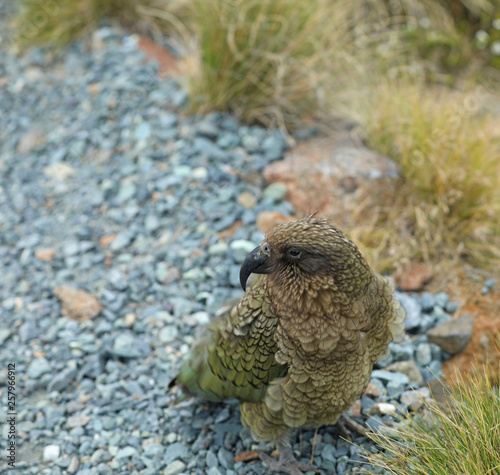 Wilder Kea Papagei in den Bergen in Neuseeland © Andrea Geiss
