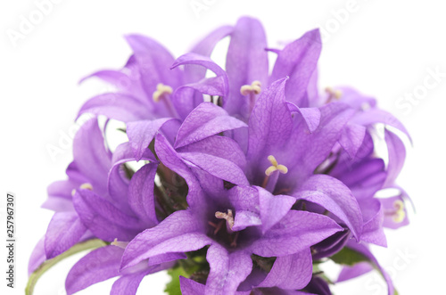 Beautiful purple flower.