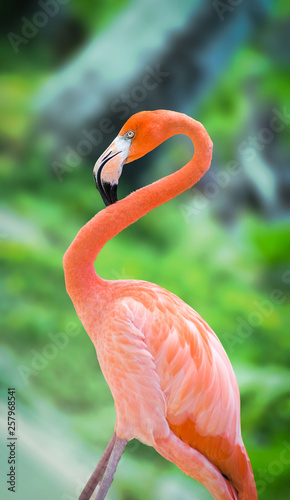  Flamingo is a very charming animal. We can meet him in the Caribbean.