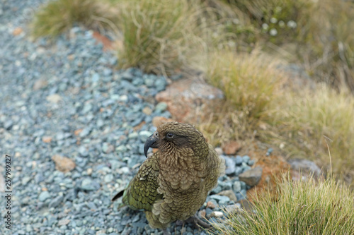 Wilder Kea Papagei in den Bergen in Neuseeland