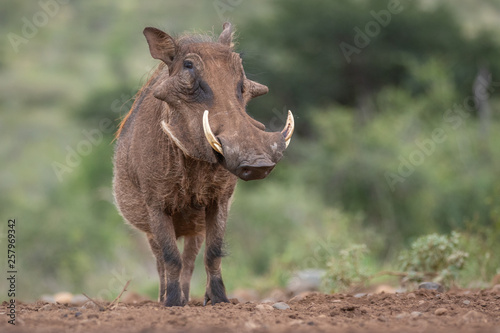 Common Warthog in the wild photo