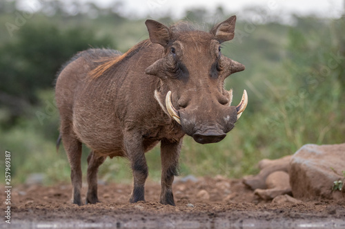 Common Warthog in the wild photo