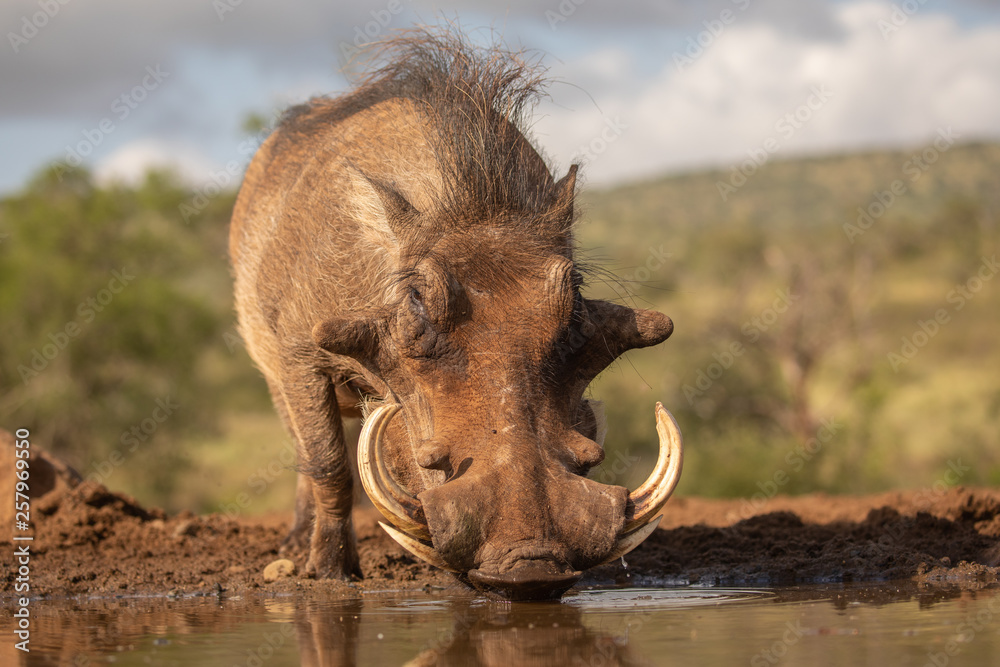 Fototapeta premium Common Warthog drinking water