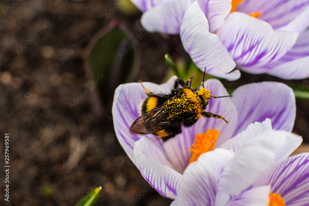 Fototapeta premium Crocus bee