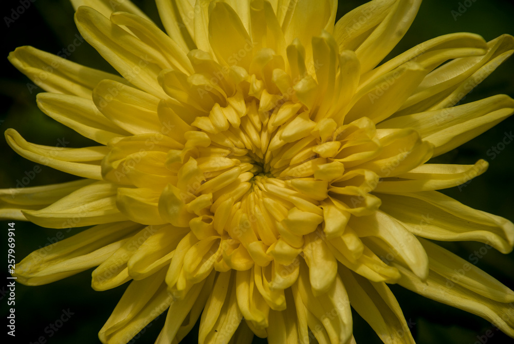 Close-up of yellow chrysanthemum Close-up of yellow chrysanthemum