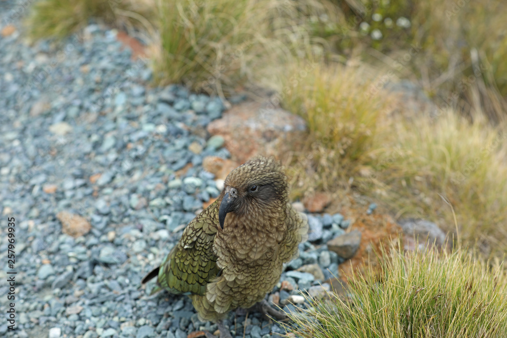 Wilder Kea Papagei in den Bergen in Neuseeland Wilder Kea Papagei in den Bergen in Neuseeland