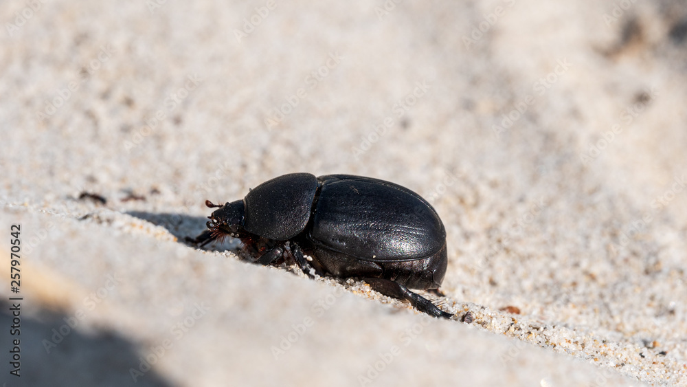 black beetle on the sand black beetle on the sand