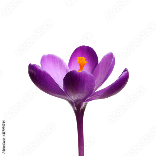 Beautiful spring crocus flower isolated on white